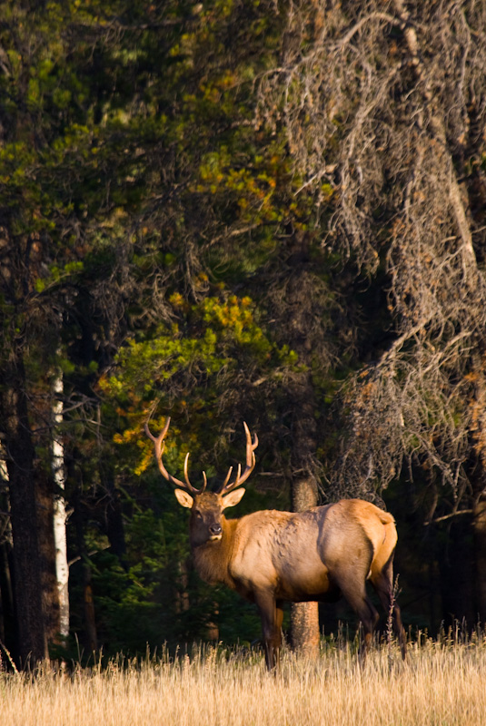 Elk